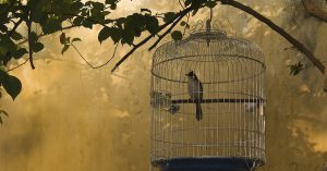 bird-in-cage