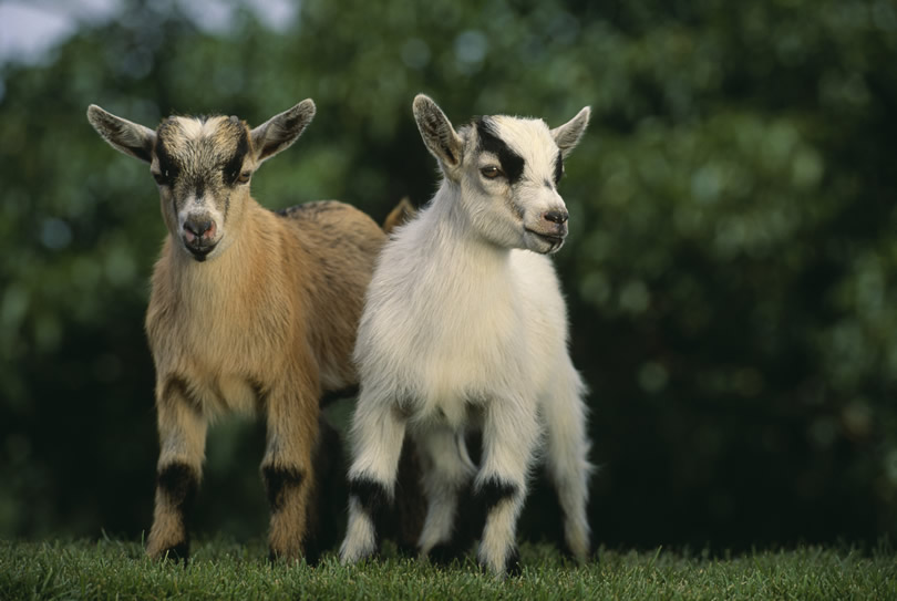 Pygmy Goats